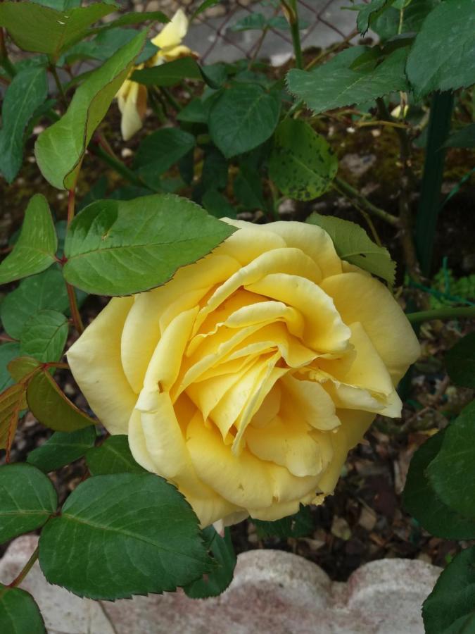 Bed And Breakfast Les Roses Multicolores Du 47 Fumel ภายนอก รูปภาพ