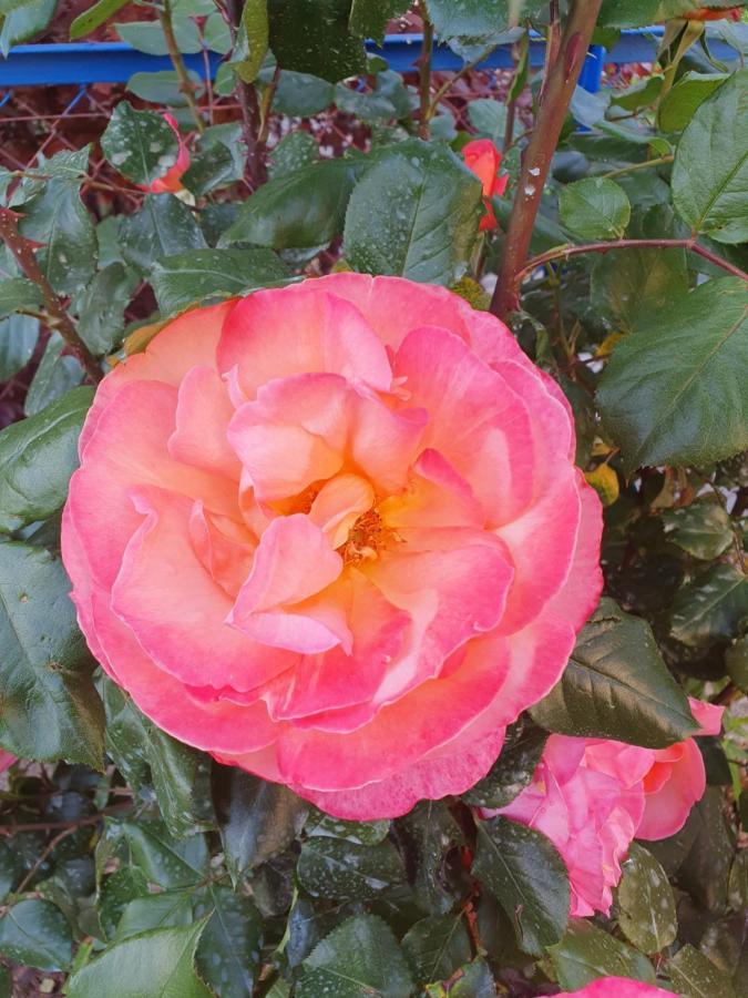 Bed And Breakfast Les Roses Multicolores Du 47 Fumel ภายนอก รูปภาพ