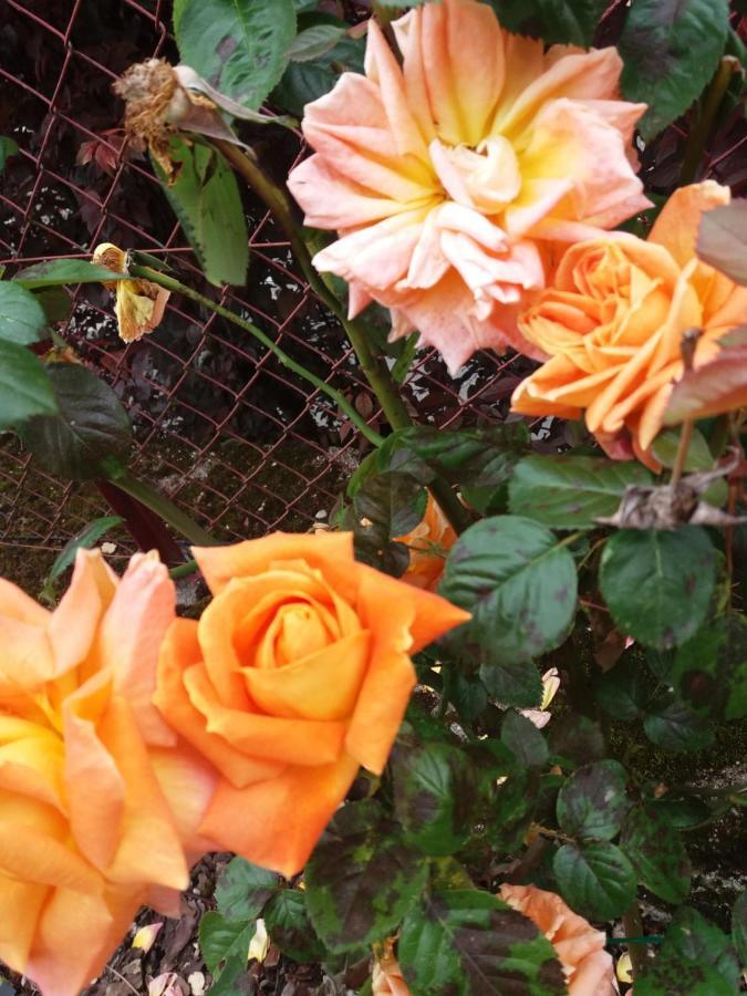 Bed And Breakfast Les Roses Multicolores Du 47 Fumel ภายนอก รูปภาพ