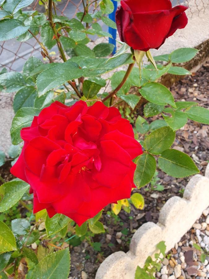 Bed And Breakfast Les Roses Multicolores Du 47 Fumel ภายนอก รูปภาพ